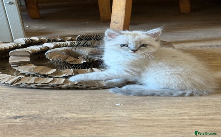 Ragdoll cats - Advert 6