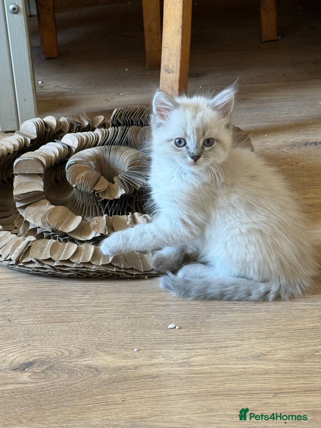 Ragdoll cats for sale: ADORABLE RAGDOLL KITTENS - READY NOW - Image 1