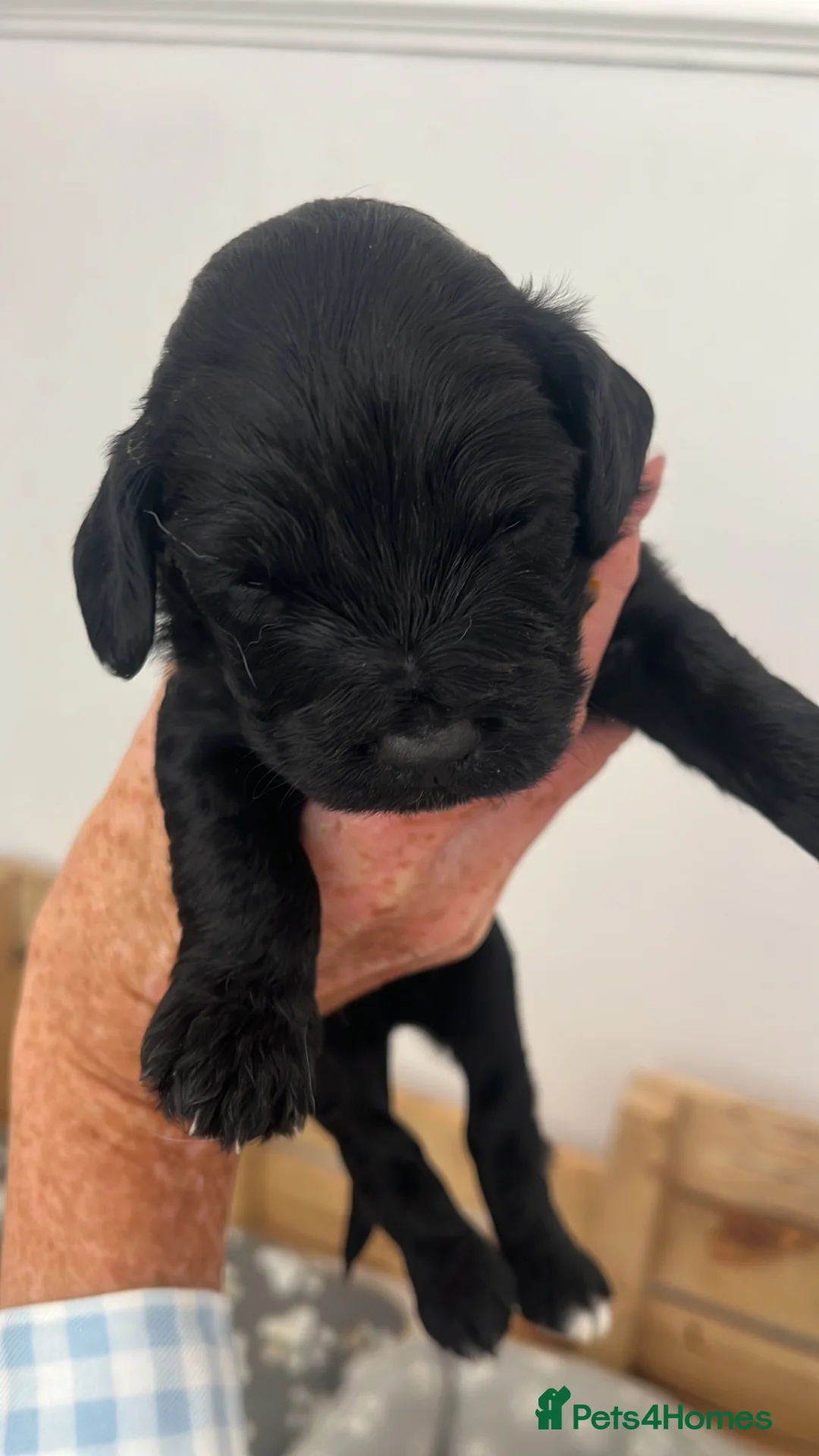 Cockapoo dogs for sale: Cockapoo Pups - Advert 2