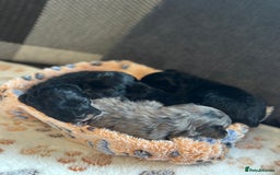 Maltipoo dogs for sale: F1 Toy Maltipoos - Image 17