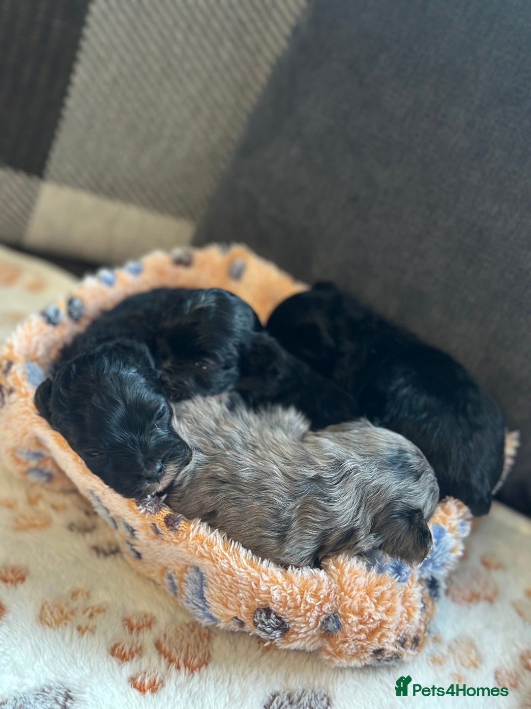 Maltipoo dogs for sale: F1 Toy Maltipoos - Image 17