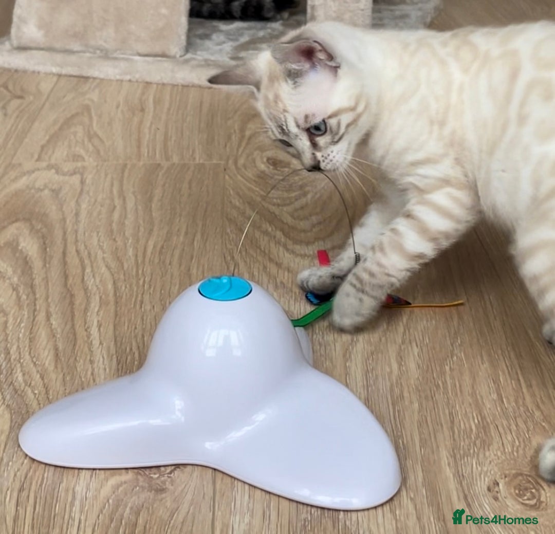 Bengal cats for sale: 🏆🎉New Pedigree Tica Mini Leopards Ready Soon🎉🏆 - Advert 37