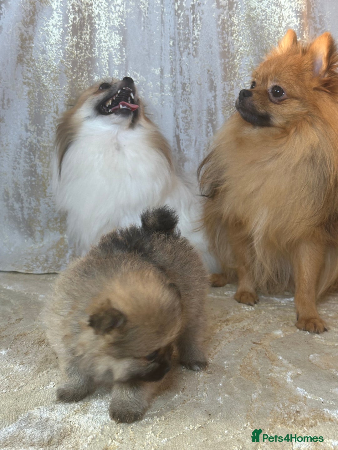 Pomeranian dogs for sale: Pomeranian boy - Image 6