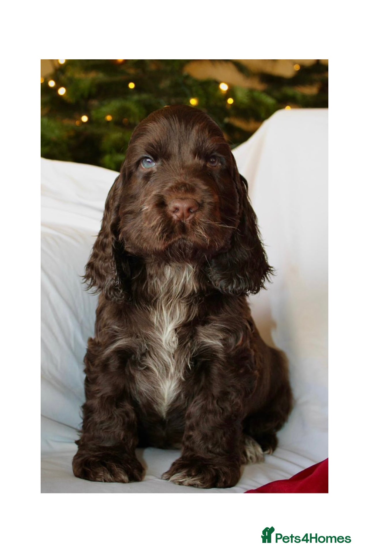 Cocker Spaniel dogs KC Registered Show Cocker Spaniel Puppies - Advert 1