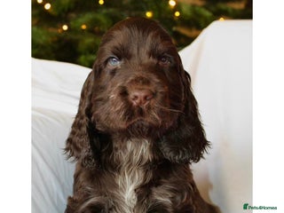 Cocker Spaniel dogs KC Registered Show Cocker Spaniel Puppies - Advert 1