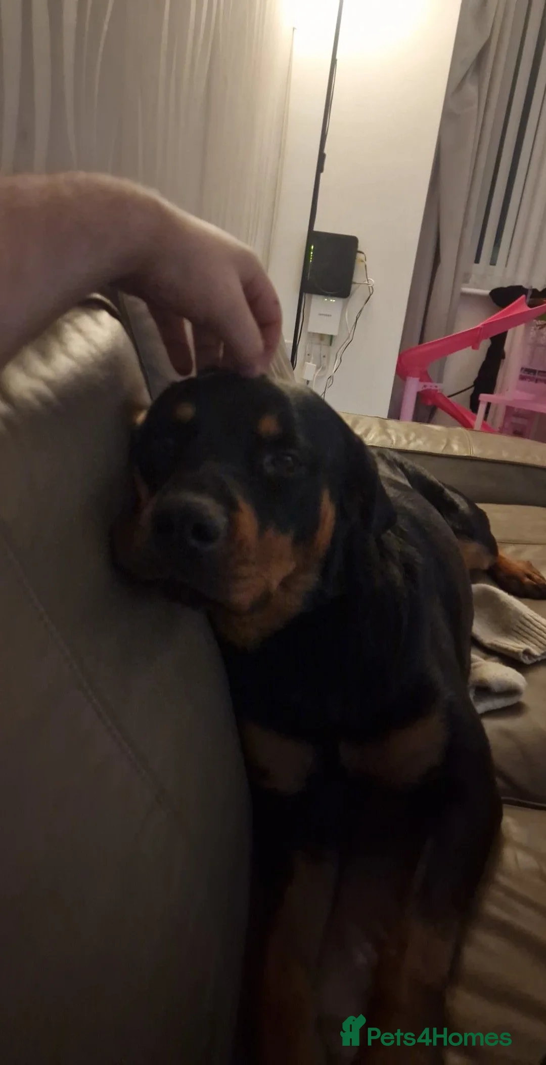 Rottweiler dogs for sale: Pair of rottweiler bitches - Advert 2