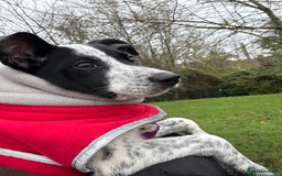 Mixed Breed dogs for sale: Meet bow 🎀🐾 - Advert 5