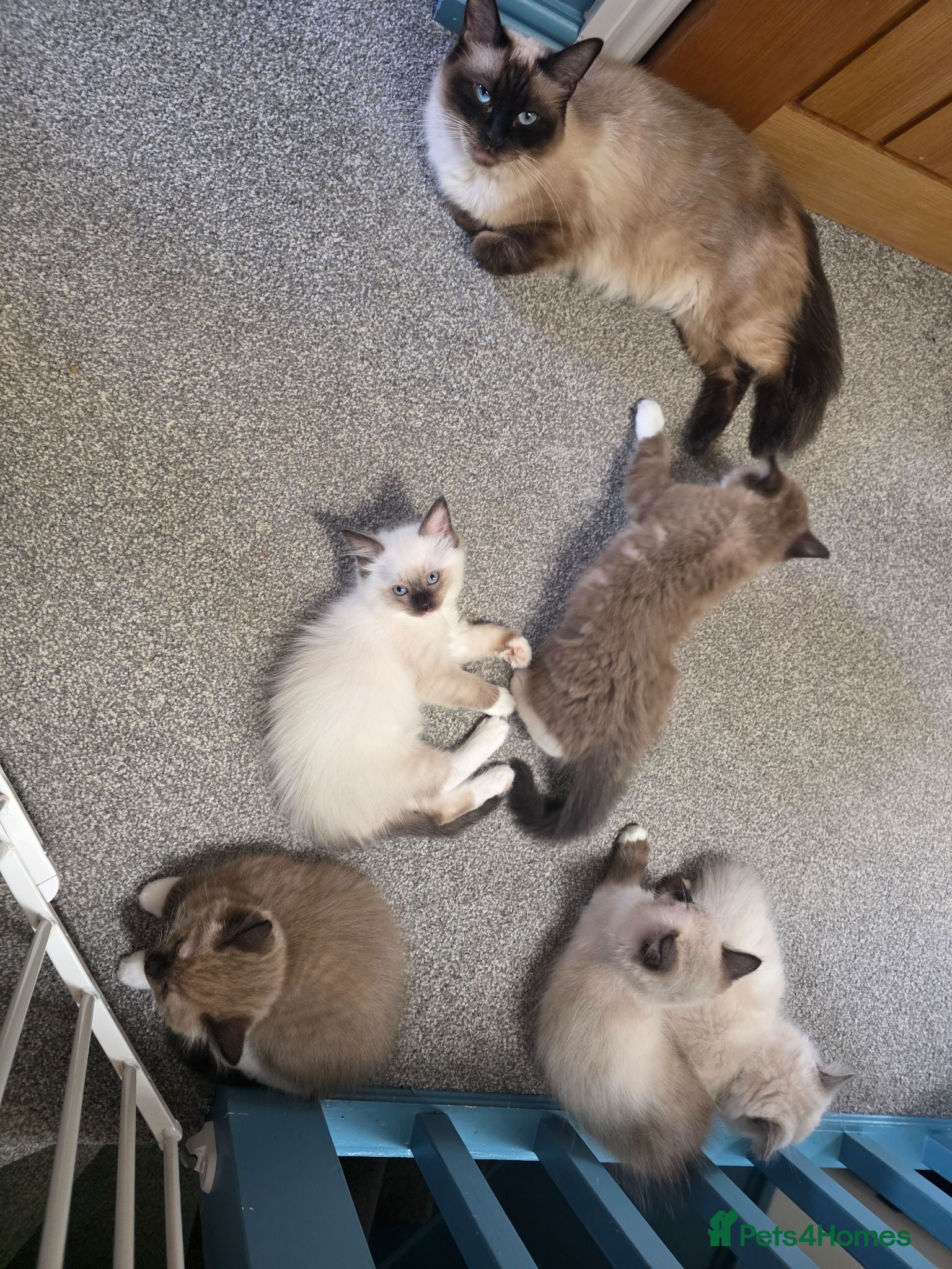 Ragdoll cats Beautiful Ragdoll kittens  - Advert 2