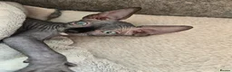 Sphynx cats for sale: Amazing DBE Sphynx kitten GCCF & TICA   - Advert 9