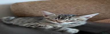Bengal 1
