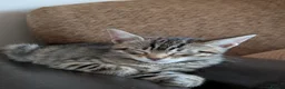 Bengal cats for sale: Playful and Friendly Bengal kittens - Advert 22