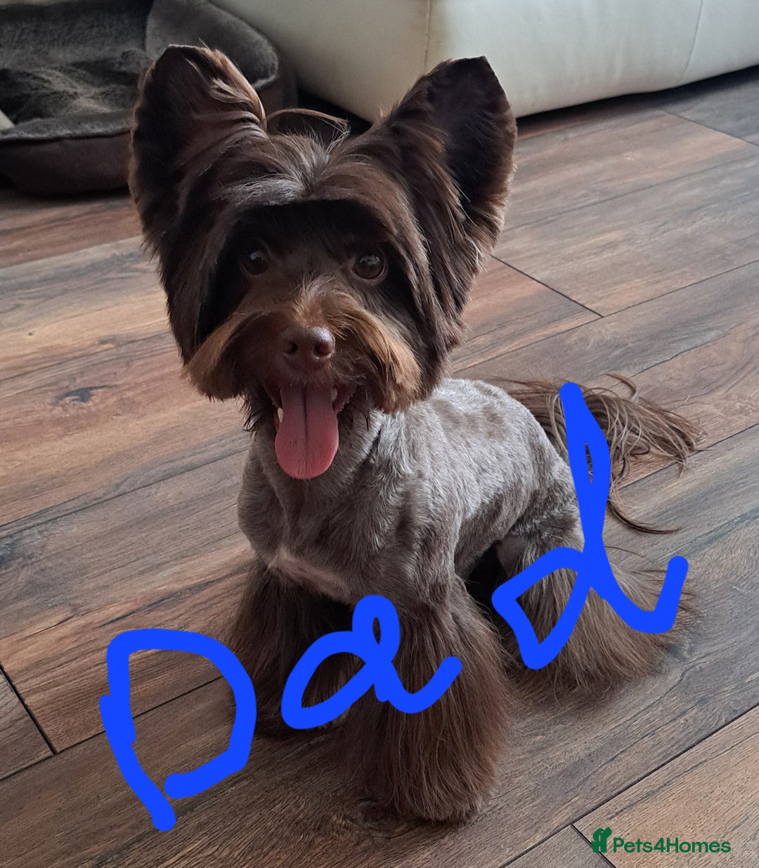 Yorkshire Terrier dogs for sale: 1 Boy & 3 Girls with Unique Coats - Advert 3