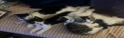 Mixed Breed cats for sale: Friendly playful kittens - Advert 7