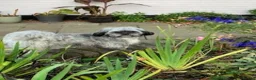 Shihpoo dogs for sale: SHIH POO PUPPIES  RARE SHADES & A DOBIE in Fordingbridge - Advert 1
