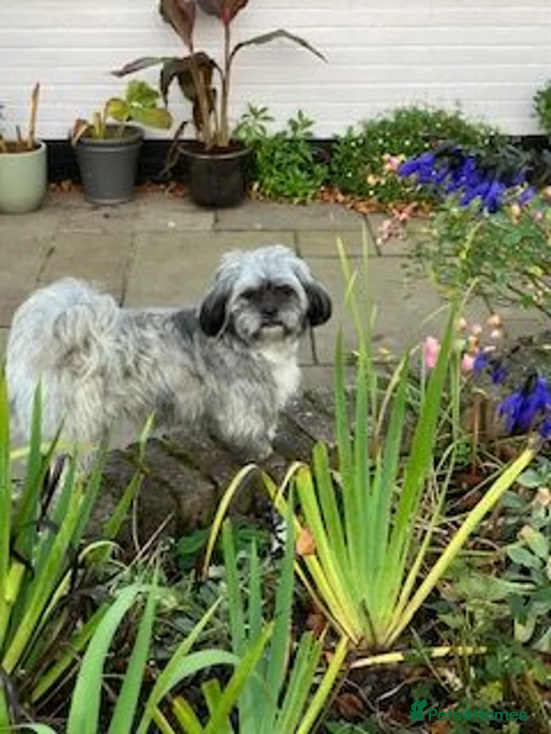 Shihpoo dogs for sale: SHIH POO PUPPIES  RARE SHADES & A DOBIE in Fordingbridge - Advert 1