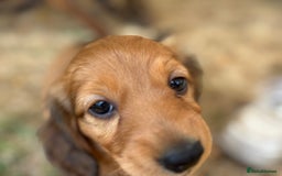 Dachshund dogs for sale: 2 American Red Long Haired Dachshund Puppies - Image 21