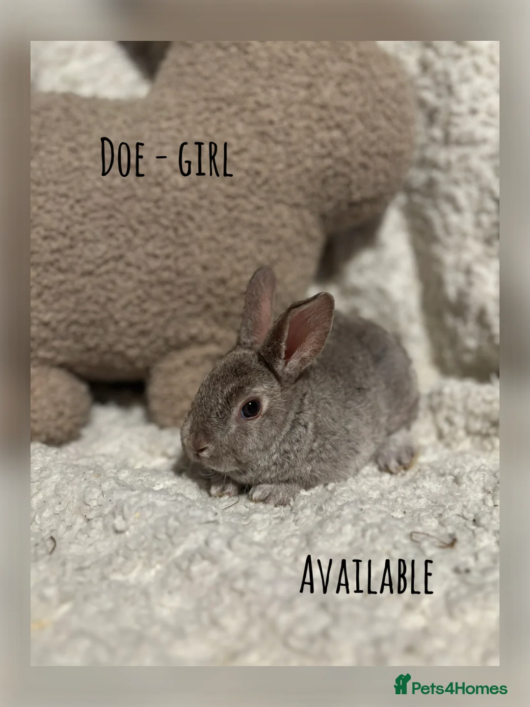 Rex rabbits for sale: ✨Mini Rex babies READY NOW! ✨  - Advert 1