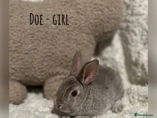 Rex rabbits ✨Mini Rex babies READY NOW! ✨ - Advert 11