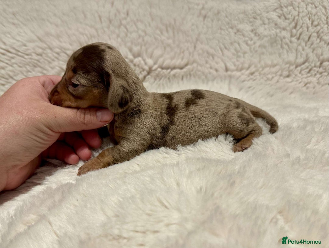 Miniature Dachshund dogs for sale: Short Haired Miniature Dachshunds - Image 11