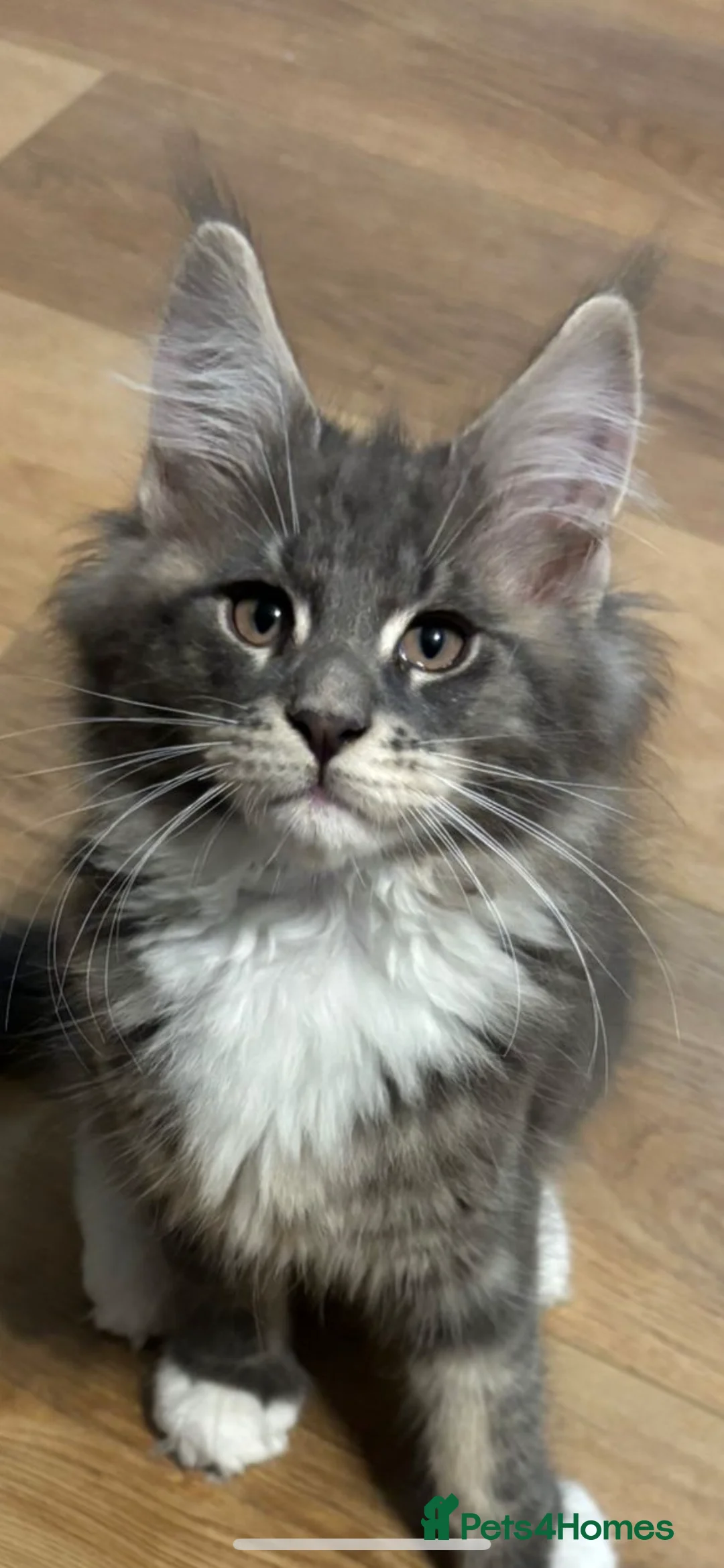 Maine Coon cats for stud: Maine Coon Proven Stud, GCCF & TICA in Hereford - Advert 9