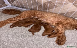 Cockapoo dogs for sale: TINY TOY DEEP RED COCKAPOO PUPPIES  - Image 2