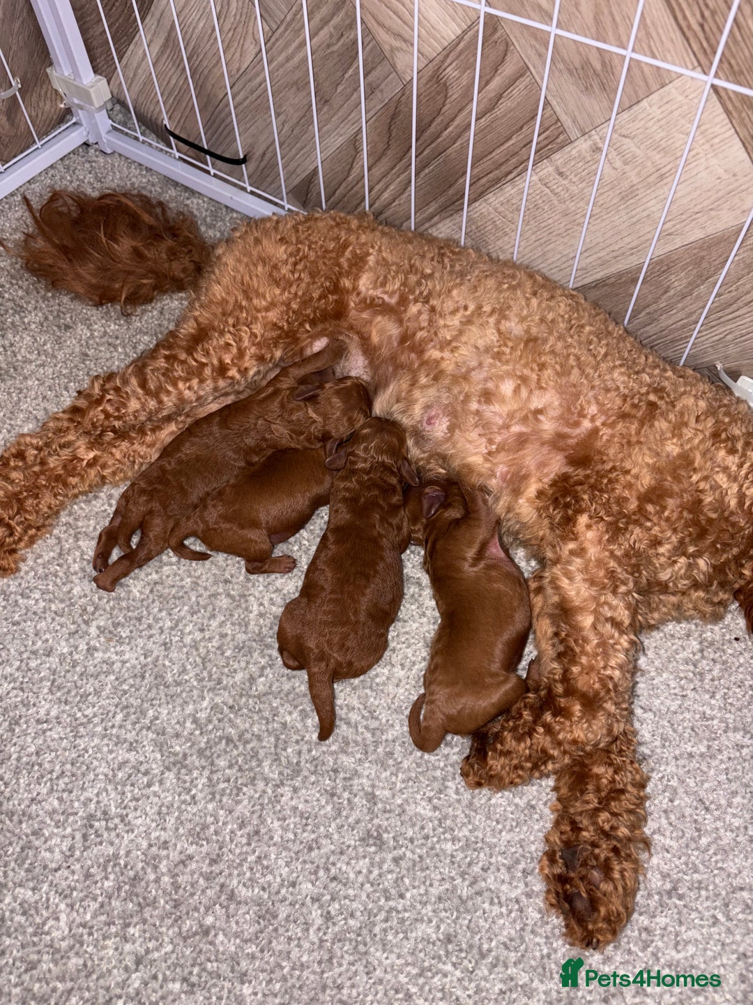 Cockapoo dogs for sale: TINY TOY DEEP RED COCKAPOO PUPPIES  - Image 2