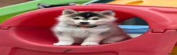 Pomsky dogs for sale: Stunning F3 Pomsky Puppies - Advert 5