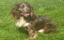 Cocker Spaniel dogs for stud: MERLE cocker spaniel at stud  in Rowlands Gill - Image 11
