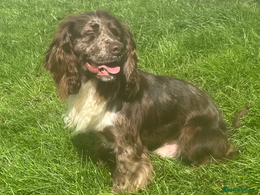 Cocker Spaniel dogs for stud: MERLE cocker spaniel at stud  in Rowlands Gill - Advert 12