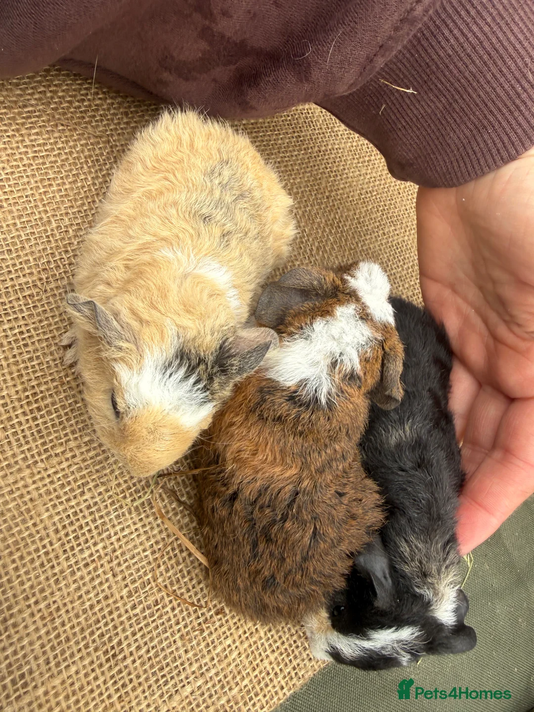 Guinea Pig rodents for sale: Teddy boars  in Preston - Advert 5