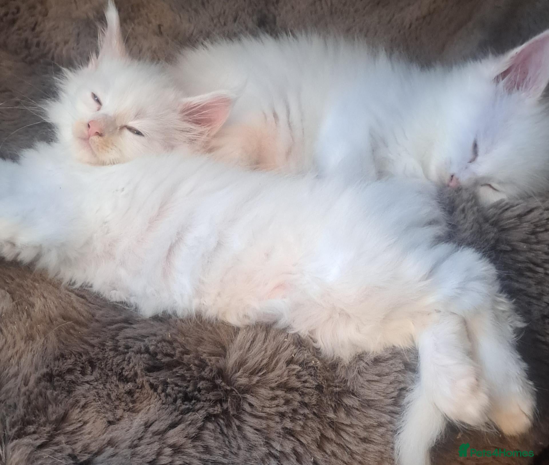 Maine Coon cats Maine coon Kittens - Advert 17