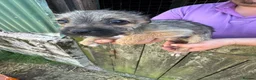 Mixed Breed dogs for sale: Jack Russel x Border Terrier Pups For sale in Welshpool - Advert 9