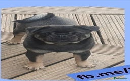 Pug dogs for sale: RARE Pug puppies  - Advert 11