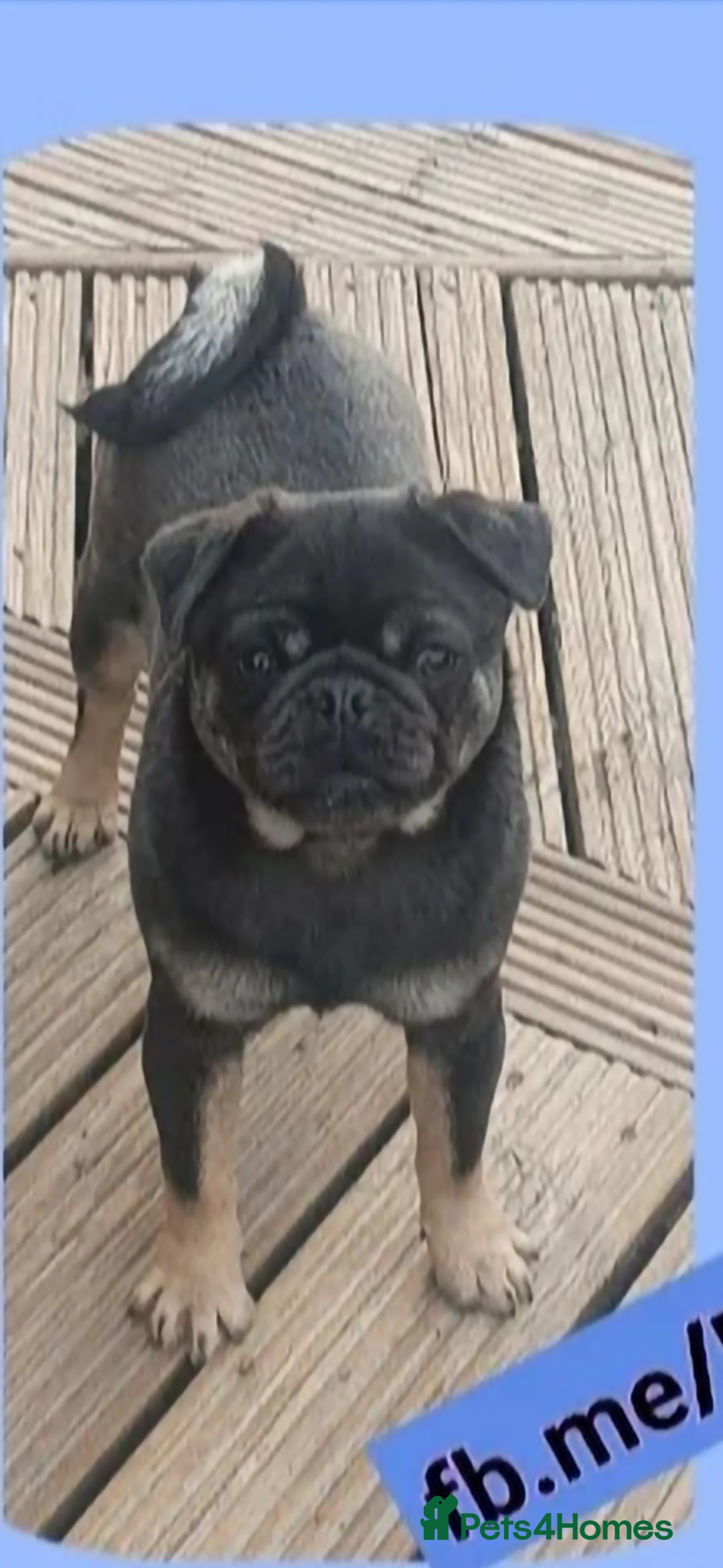 Pug dogs for sale: RARE Pug puppies  - Advert 11