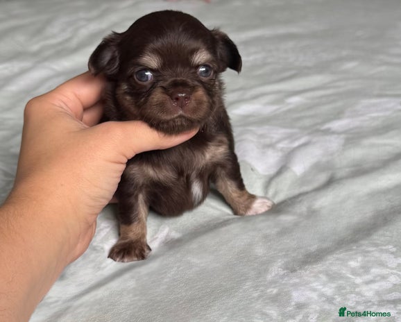 Chihuahua dogs - Advert 5