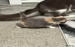 British Longhair cats for sale: 6 beautiful lovable friendly kittens - Image 21