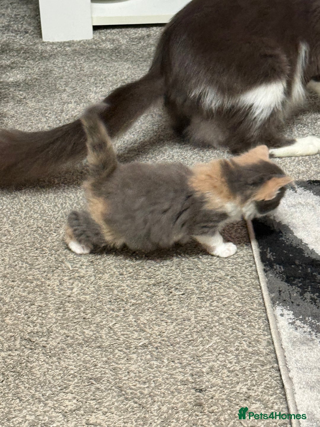 British Longhair cats for sale: 6 beautiful lovable friendly kittens - Image 21