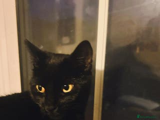 Mixed Breed cats Three kittens for sale - Advert 13