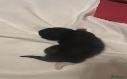 Mixed Breed cats for sale: Kittens for sale - Advert 10