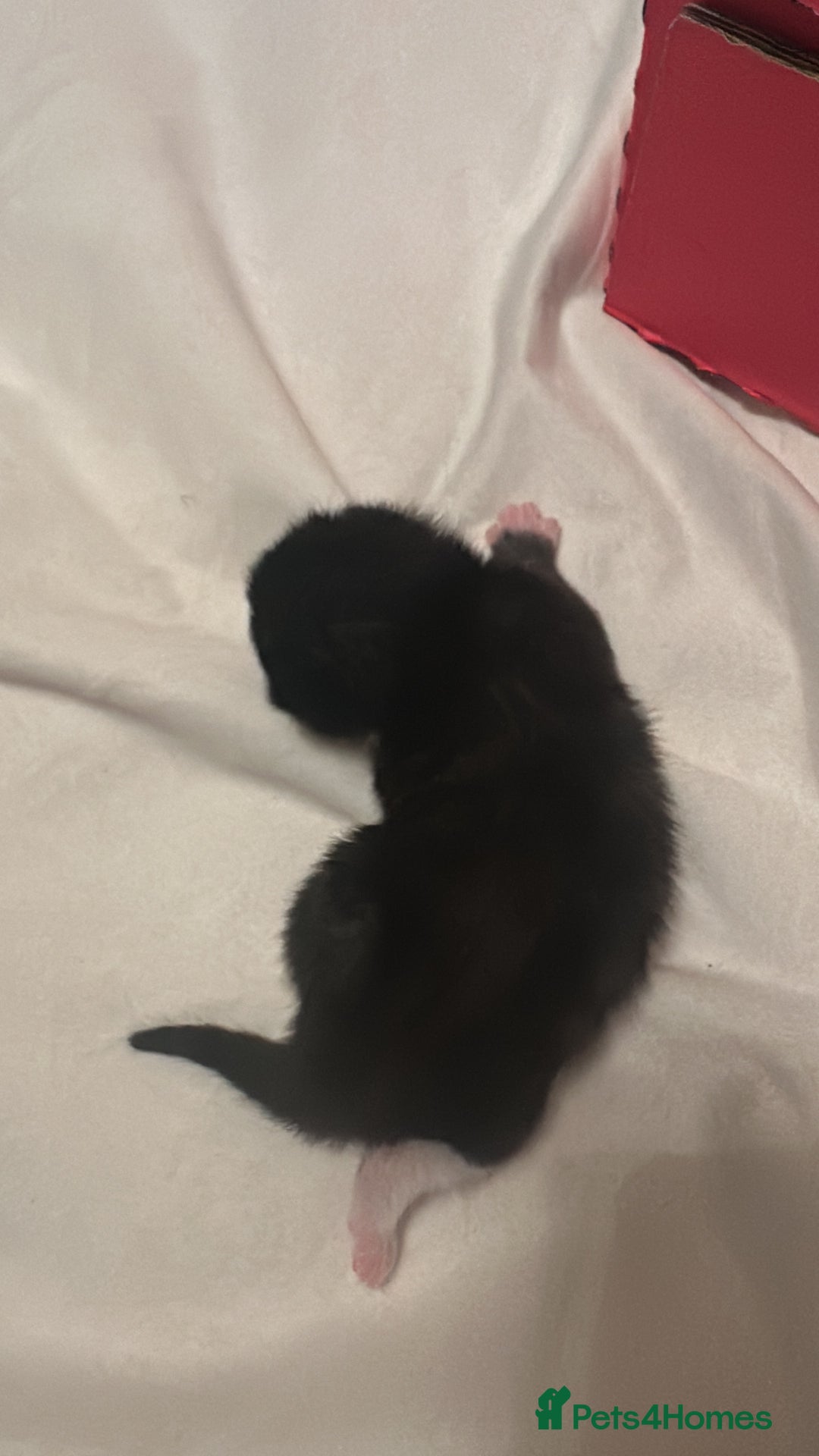 Mixed Breed cats for sale: Kittens for sale - Advert 10