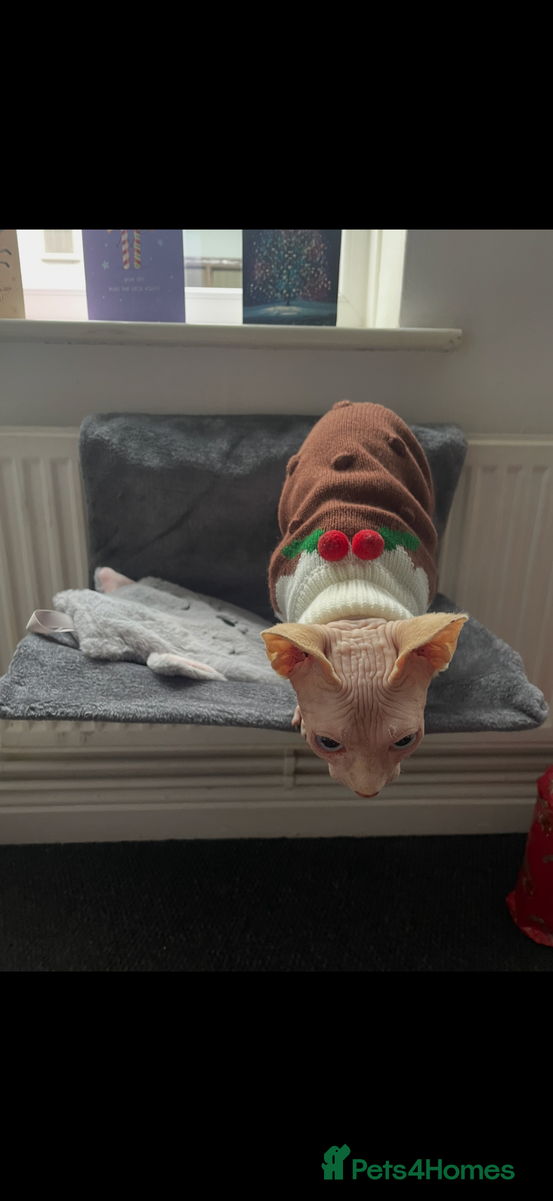 Sphynx cats for sale: Sphynx cat  - Advert 3