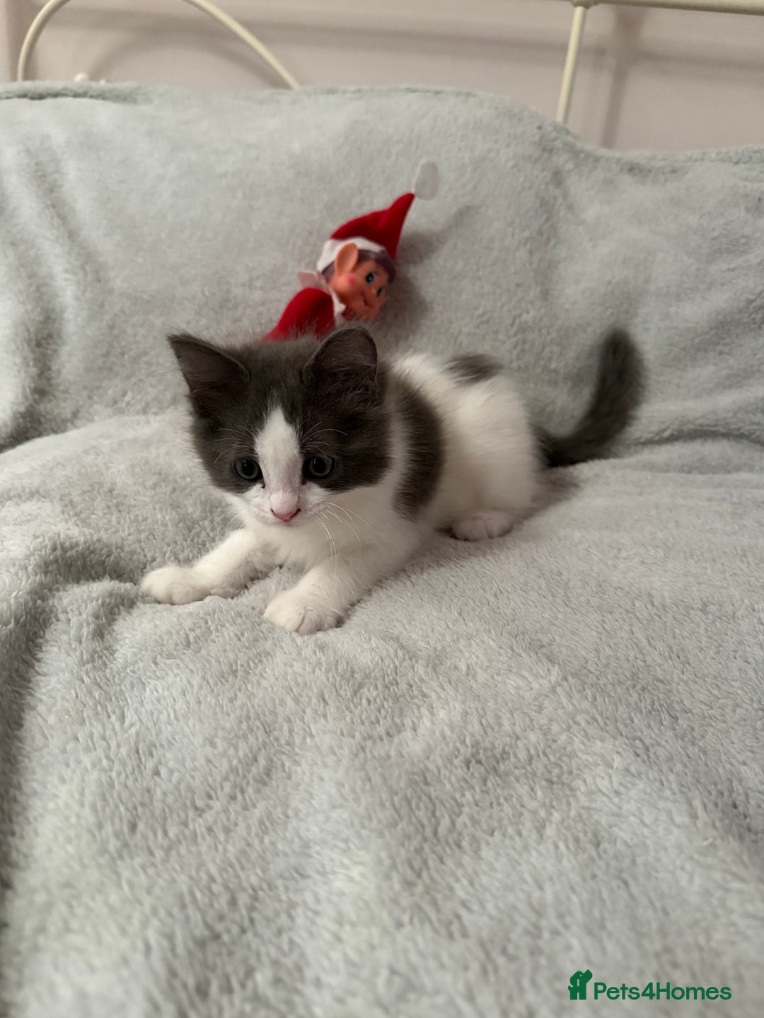 Ragcoon cats for sale: Beautiful Ragdoll x Mainecoon ready to leave   - Advert 5