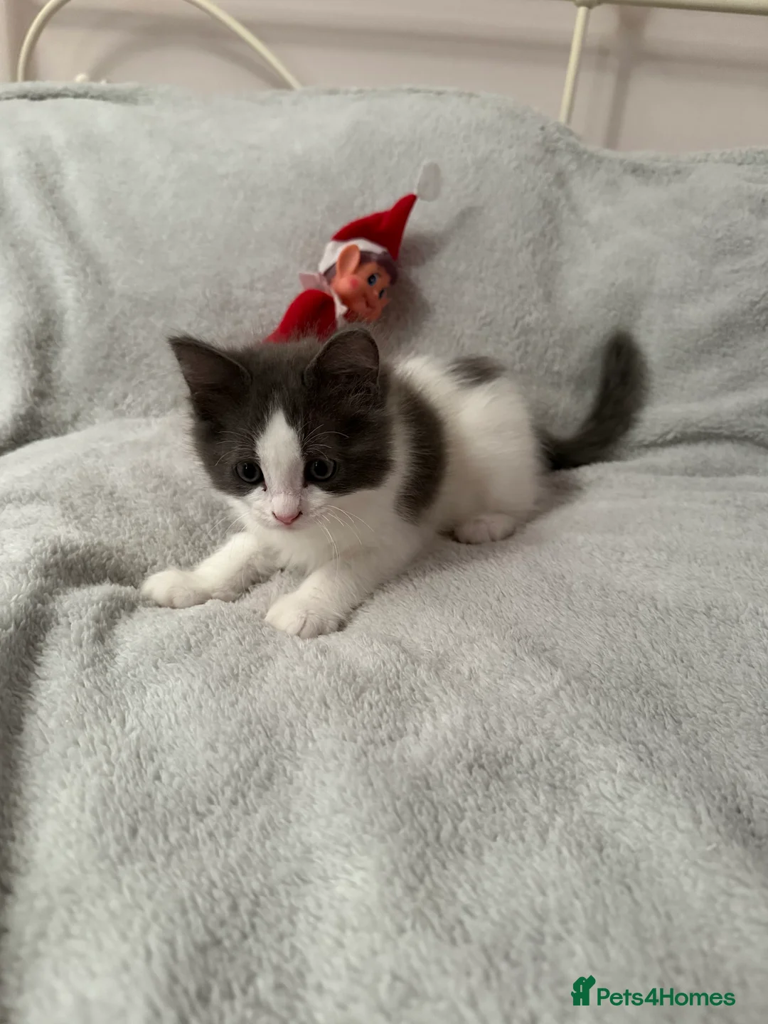 Ragcoon cats for sale:  Ragdoll x Mainecoon 1 female left  - Advert 5