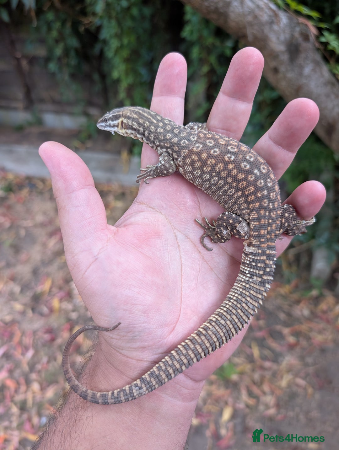 Monitor reptiles for sale: Red ackie monitors  - Image 2