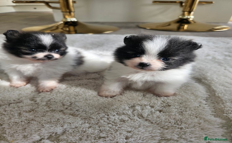 Pomeranian dogs - Advert 1