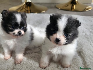 Pomeranian dogs - Advert 16