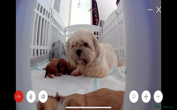 Lhasa Apso dogs for sale: Full Pedigree KC REG LHASA APSO PUPPIES !!! - Image 8