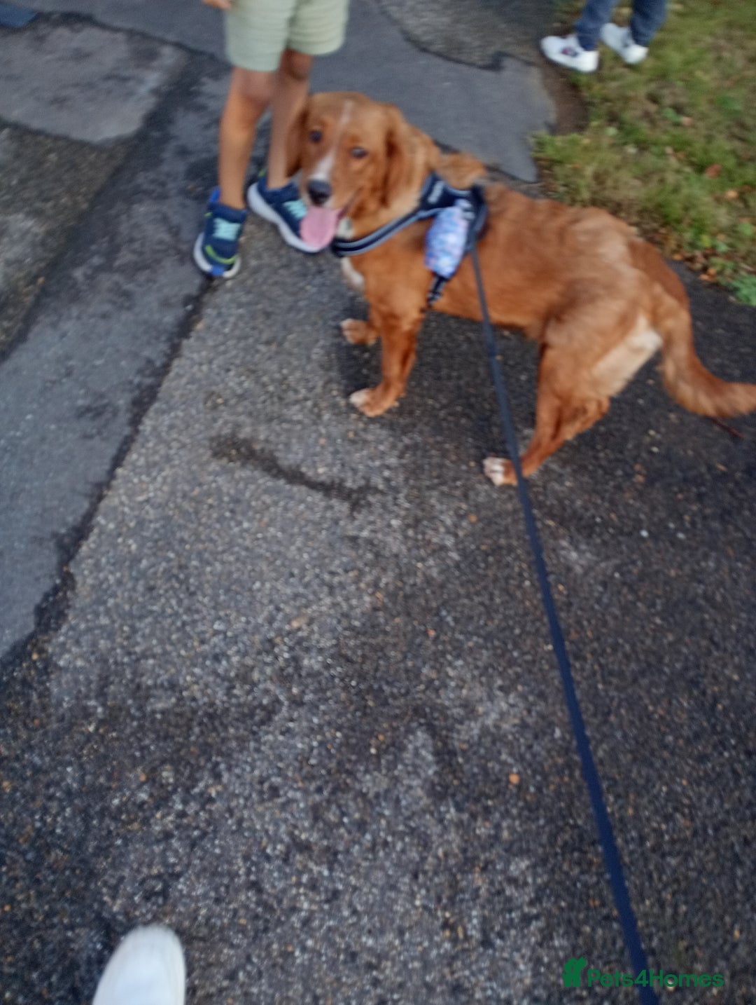 Mixed Breed dogs for sale: Puppy for sale - Image 2