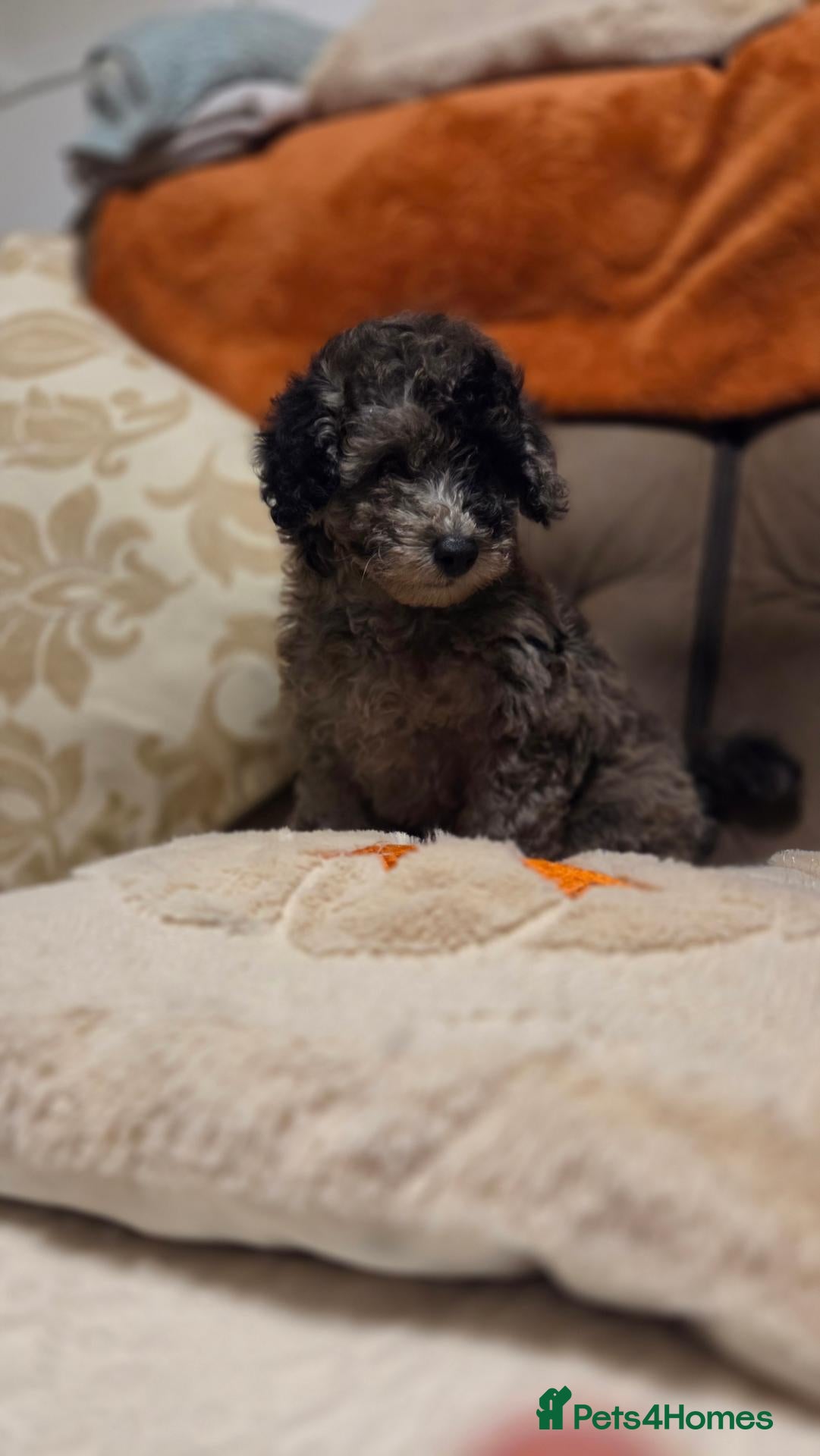 Toy Poodle dogs Toy poodle puppys - Advert 1
