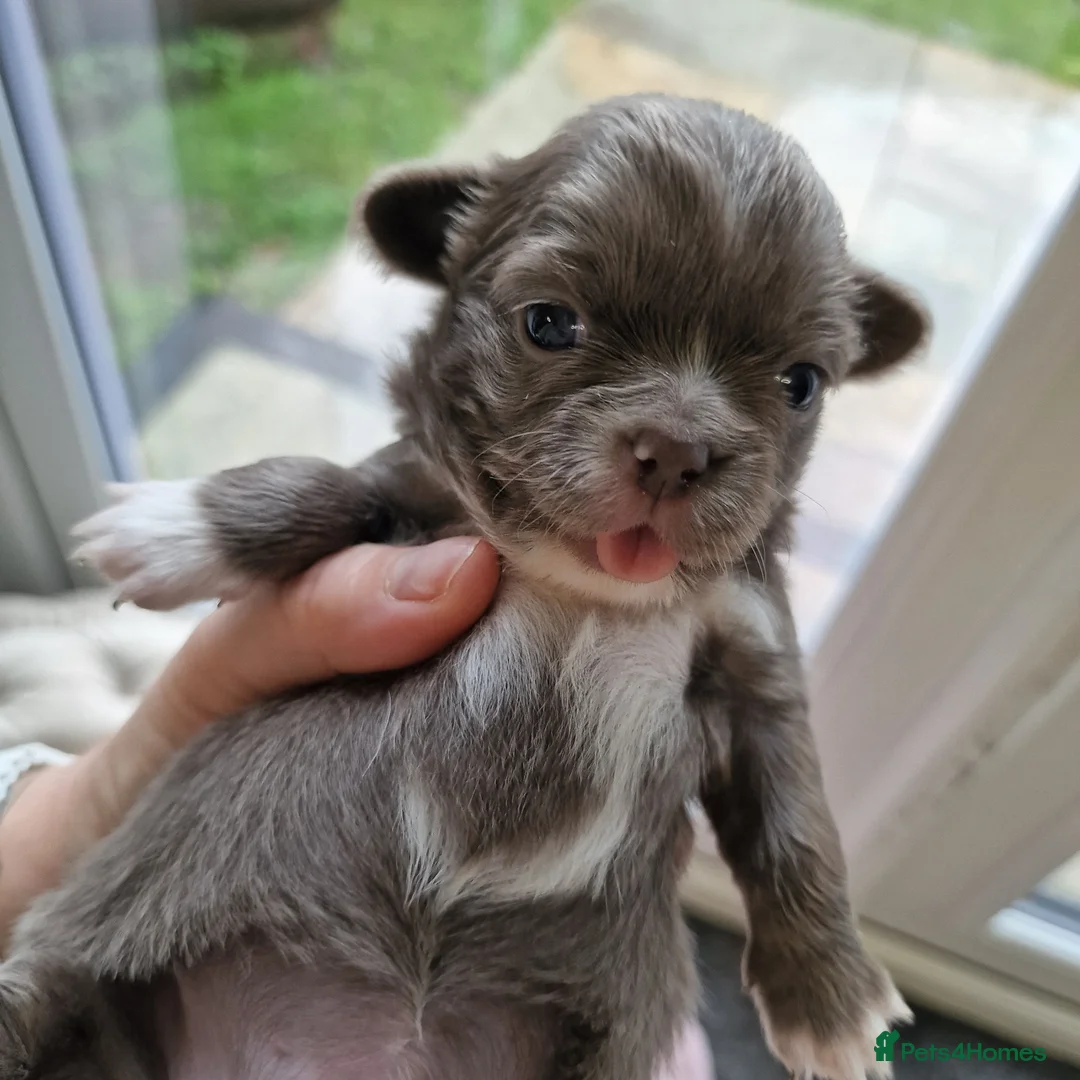Chihuahua dogs for sale: Beautiful Chihuahua Puppies  - Advert 14